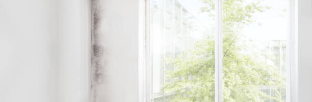 Best Mold Remediation for Healthcare Facilities  in Blythe, CA