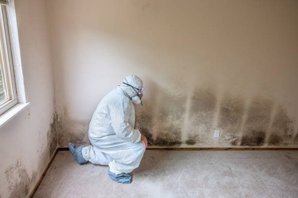Best Commercial Mold Inspection  in Blythe, CA
